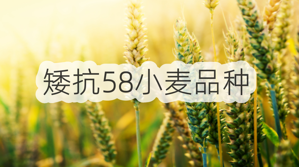 矮抗58小麦品种