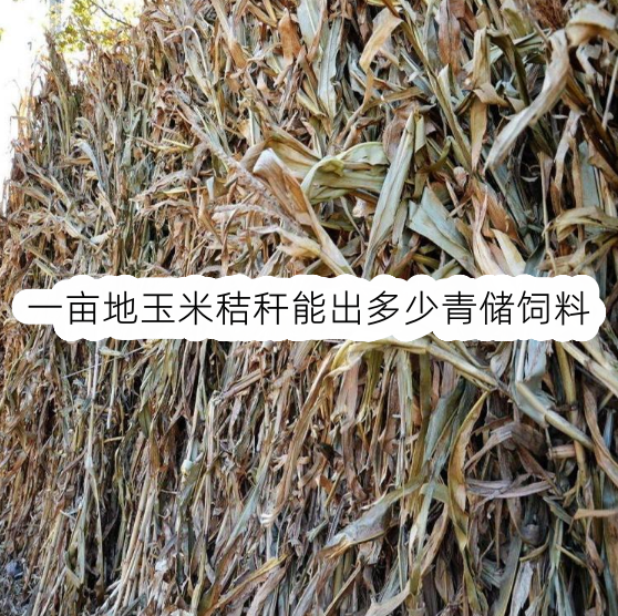 一亩地玉米秸秆能出多少青储饲料