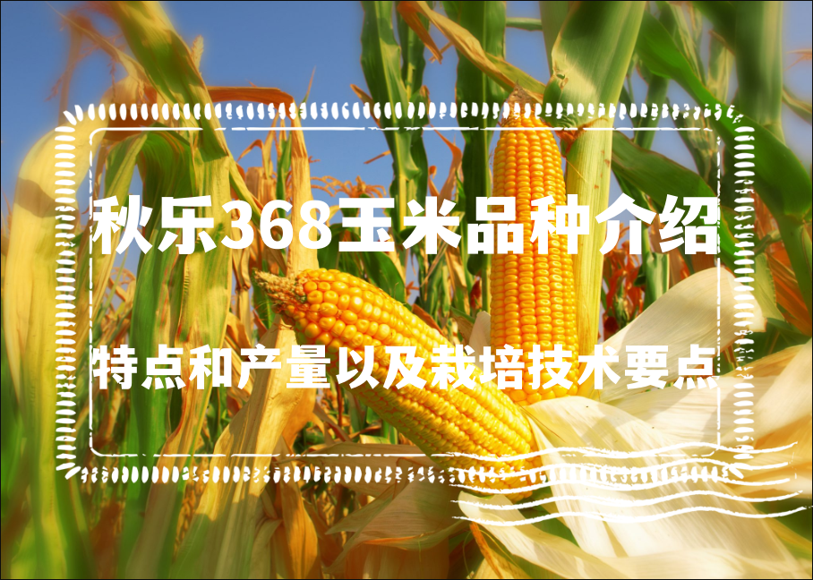 秋乐368玉米品种的特点和产量以及栽培技术要点