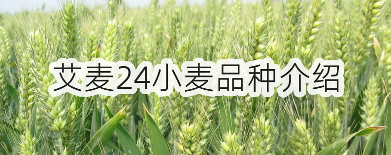 艾麦24小麦品种介绍