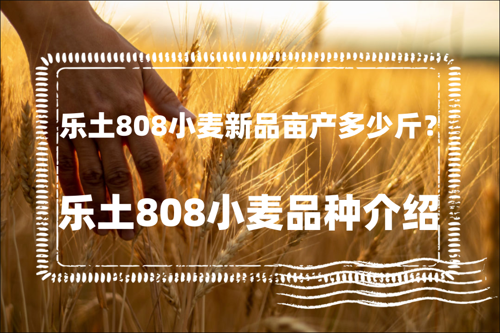 乐土808小麦新品亩产多少斤？乐土808小麦品种介绍