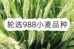 <strong>轮选988小麦品种介绍</strong>