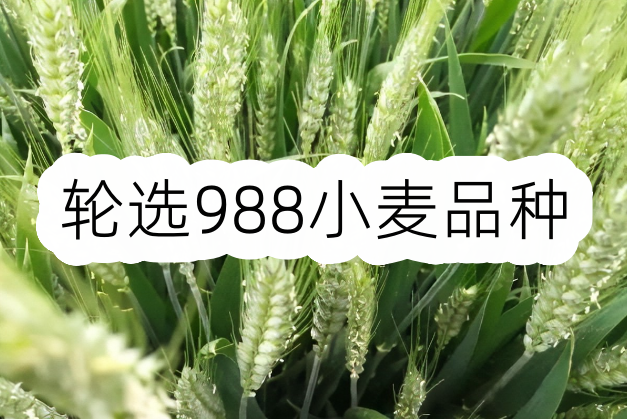 轮选988小麦品种介绍