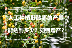 <strong>人工种植野酸枣的产量能达到多少？如何增产？</strong>