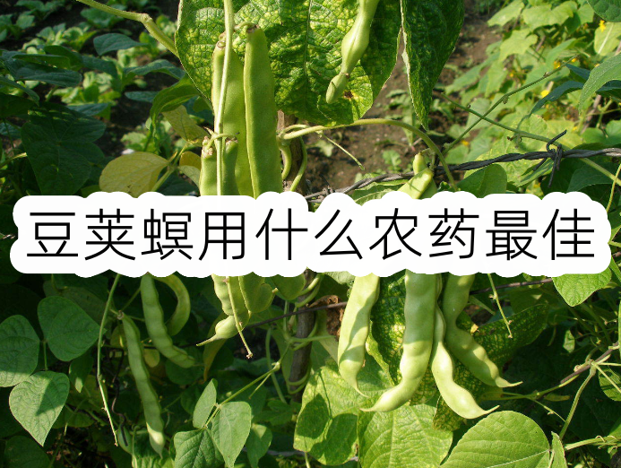 豆荚螟用什么农药最佳