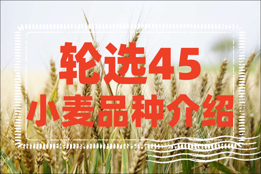 轮选45小麦品种介绍