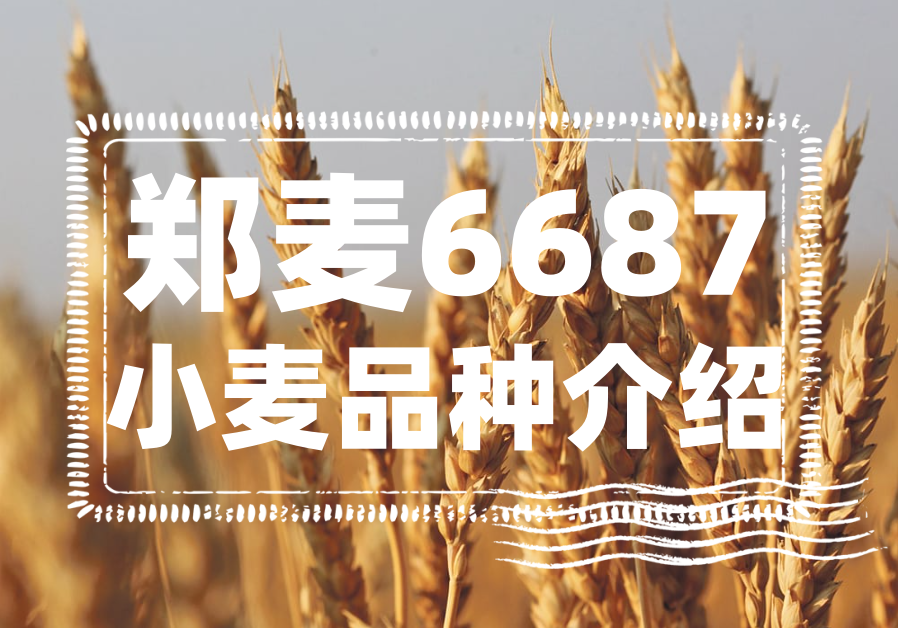 郑麦6687小麦品种介绍