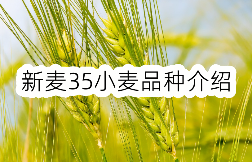 新麦35小麦品种介绍