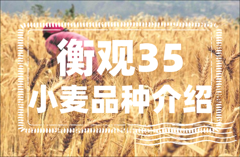 衡观35小麦品种介绍