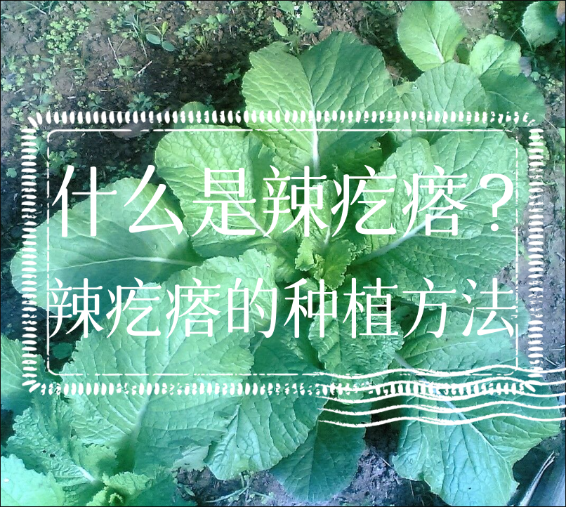 什么是辣疙瘩？辣疙瘩的种植方法