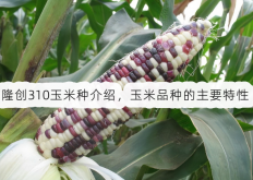 <strong>隆创310玉米种介绍，玉米品种的主要特性</strong>