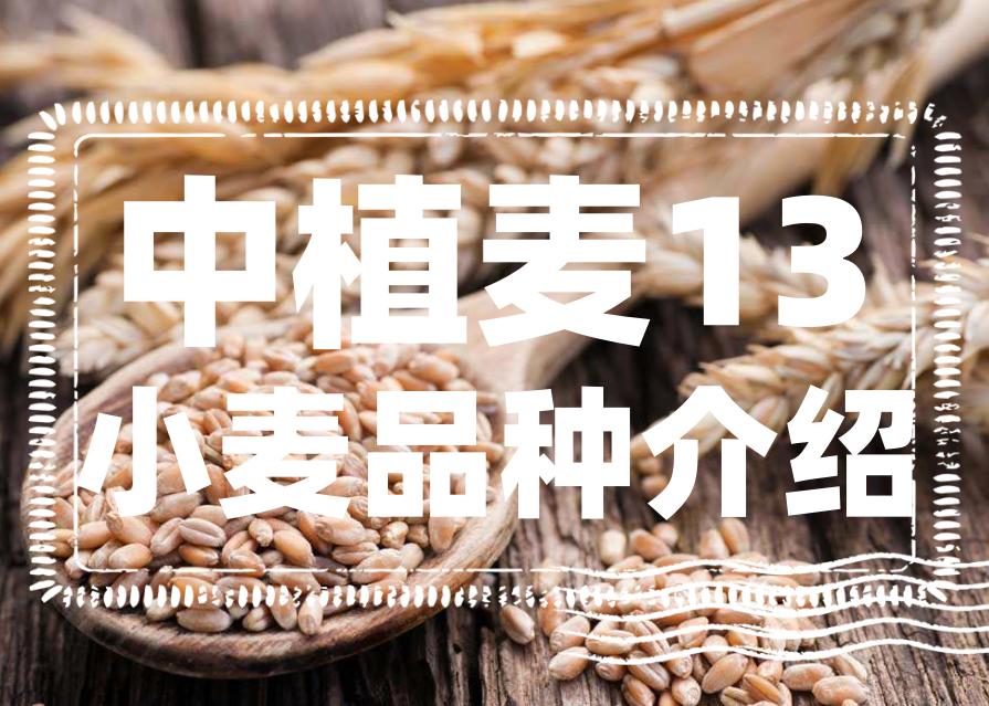 中植麦13小麦怎么样？中植麦13小麦品种介绍