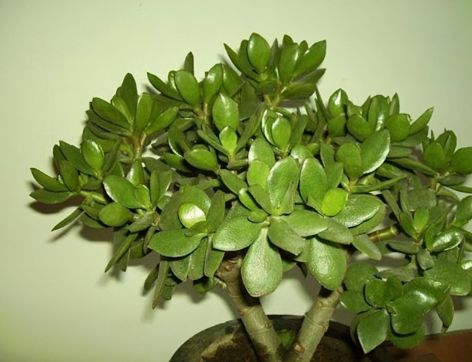 多肉植物-玻璃翠的生长习性和栽培方法