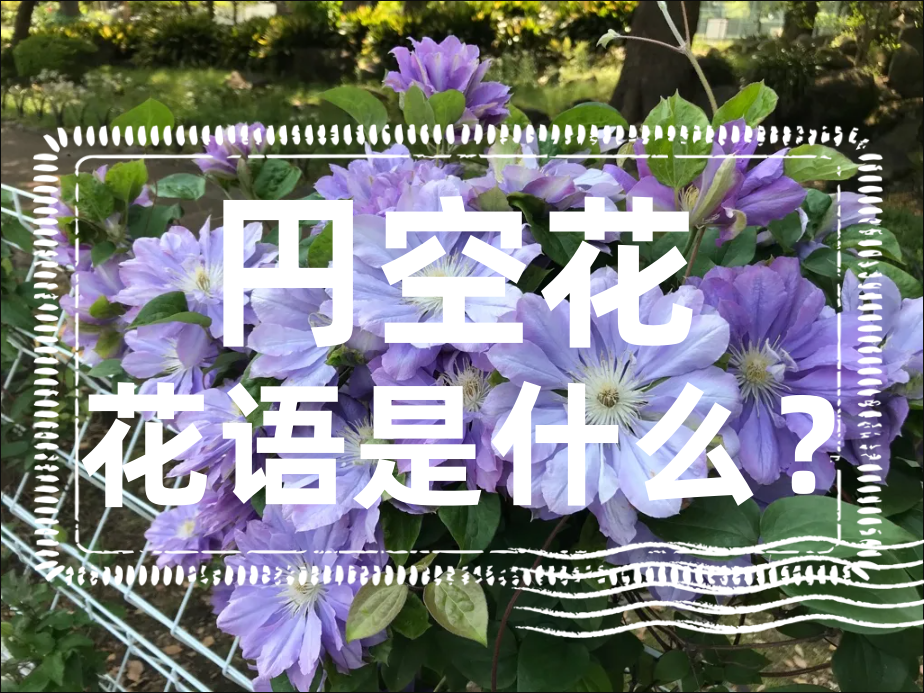 円空花的花语是什么？円空花好养吗？