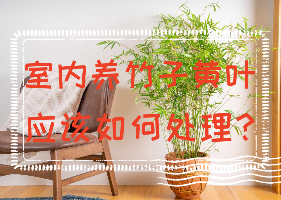 室内养竹子黄叶应该如何处理？