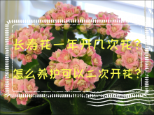 <strong>长寿花一年开几次花？怎么养护可以二次开花</strong>