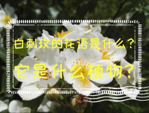 <strong>白刺玫的花语是什么？它是什么植物？</strong>