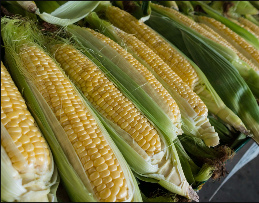 我国栽培的双棒玉米品种有哪几种？双棒玉米品种介绍