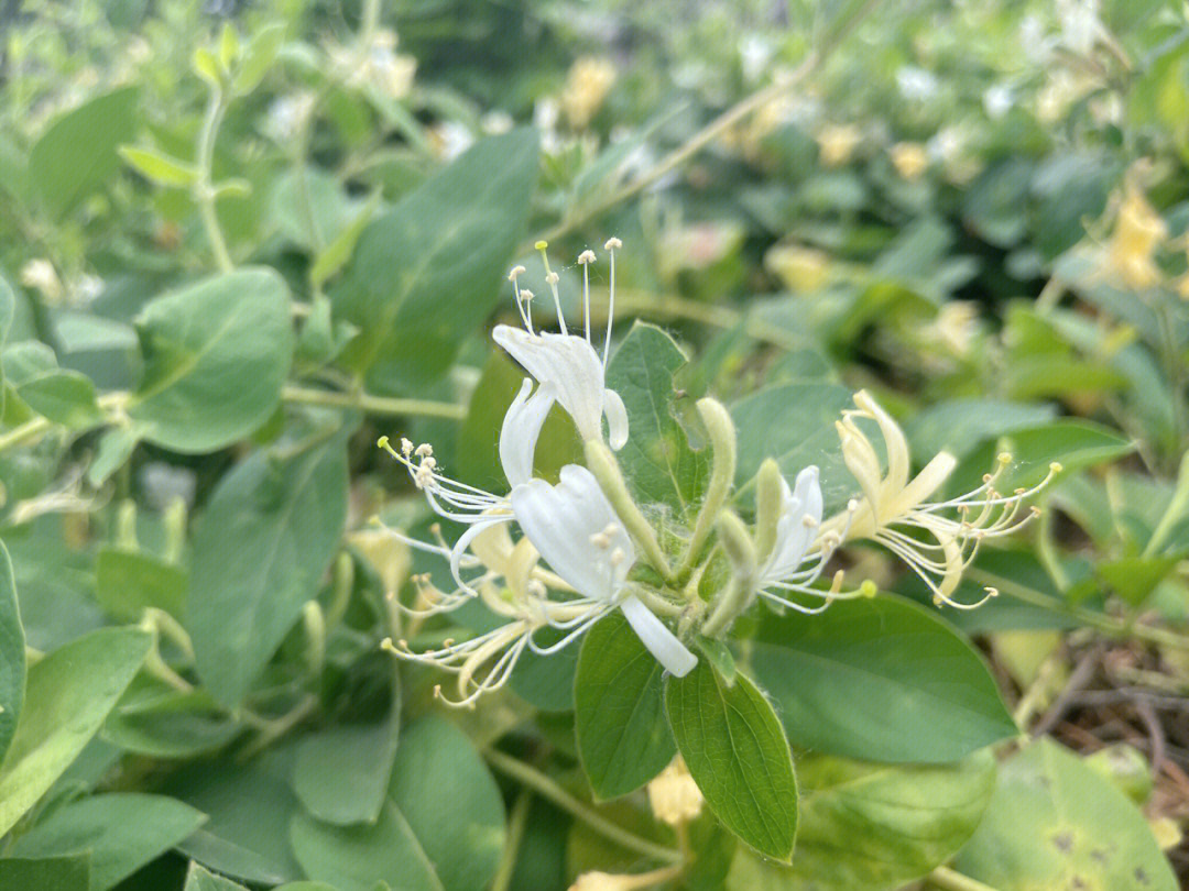 金银花蚜虫要怎么防治好