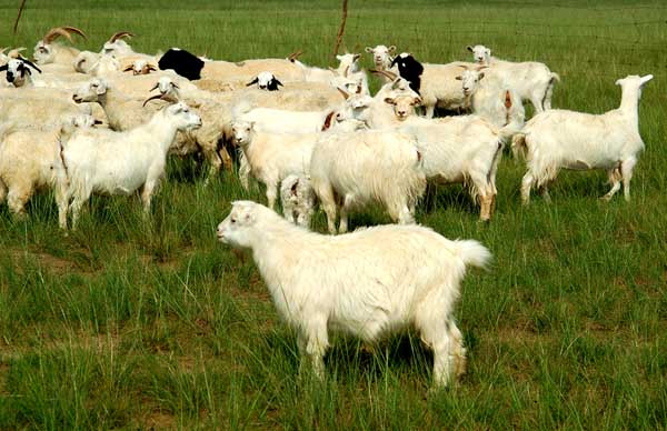 养羊牧场应该怎么预防羊的肝片吸虫病？