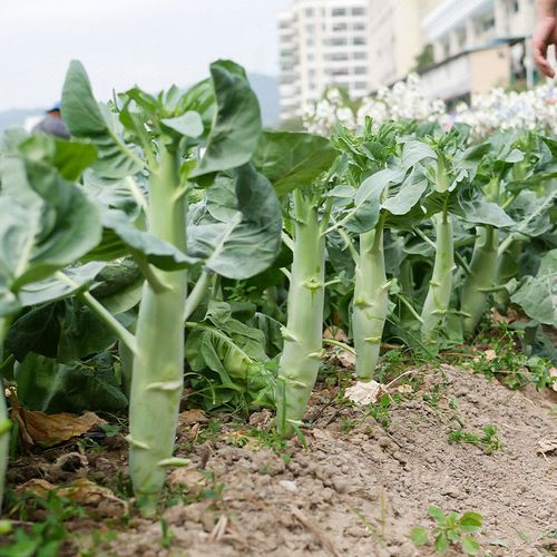 芥兰菜种植方法和时间