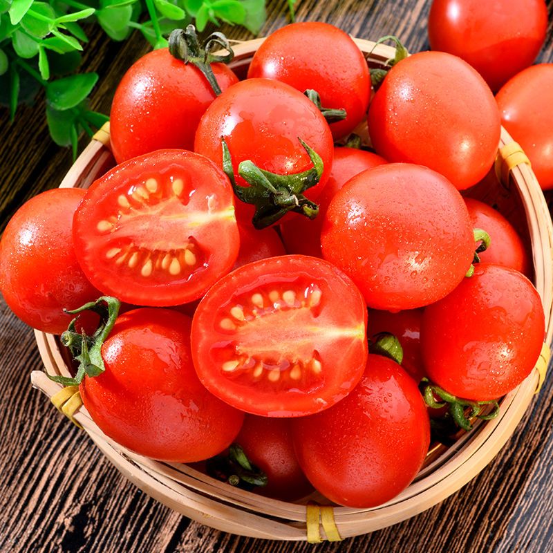 樱桃番茄育苗栽培方法