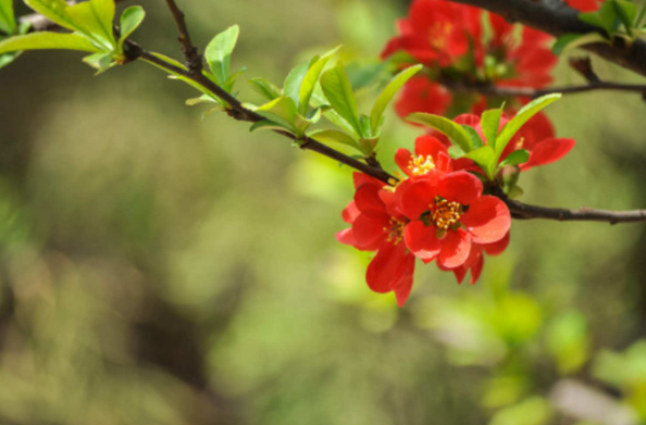 冬红海棠为什么被称为北美海棠？