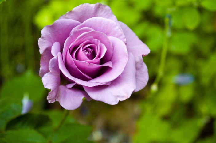 紫色玫瑰-海洋之歌花期是几月份？