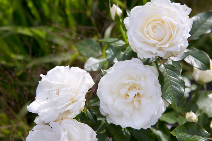 9朵白玫瑰花语是什么？适合送给什么人？