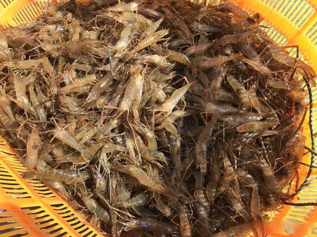 河虾的养殖管理技术