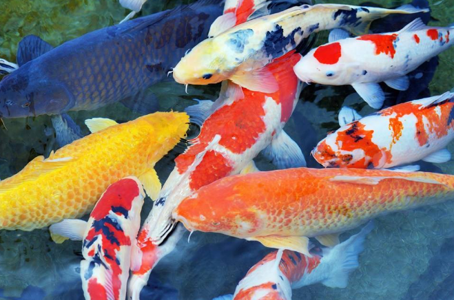 观赏鱼混养要考虑的八个因素