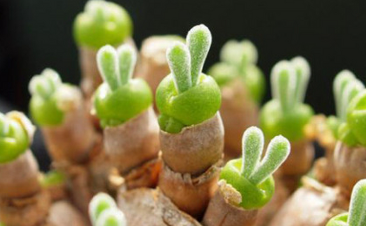碧光环是什么植物?如何繁殖?