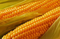 <strong>2020年矮杆大棒国审玉米品种是什么？其特点是什么？</strong>