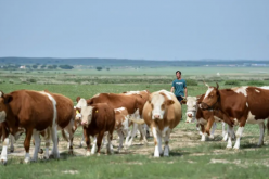 <strong>乳畜业和畜牧业有什么区别？畜牧业的意义</strong>