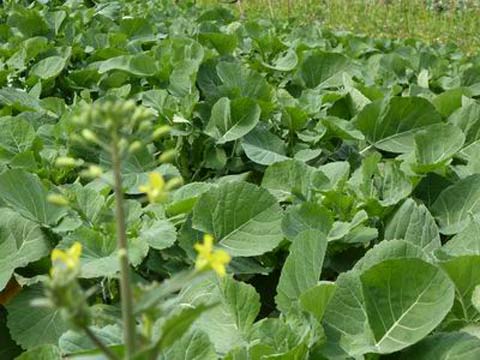 油菜春季田间管理技术要点