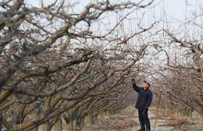 果树冬季施什么肥最好？