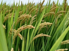 <strong>水稻成熟季节和不同时期灌水要点！</strong>