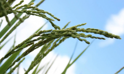 <strong>水稻常见病虫害有哪些？最佳用药时间?</strong>