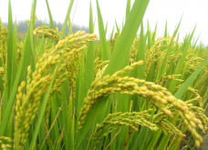 <strong>水稻平均亩产量和高产的施肥要点</strong>