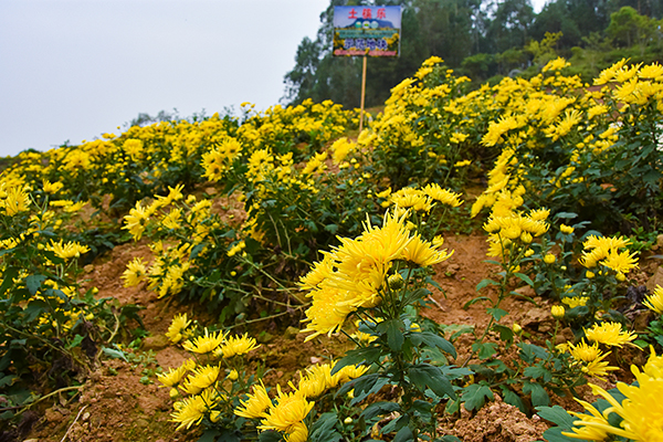 菊花嫁接用什么砧木好？