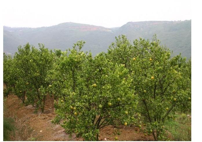 果园除草综合防治方法