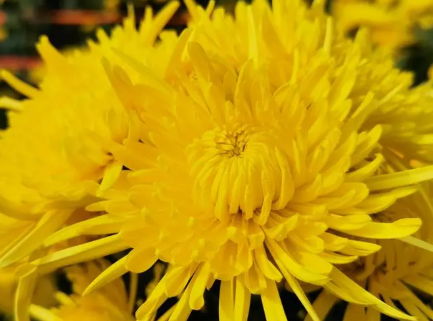 黄色菊花有哪些品种？黄色菊花的寓意是什么？