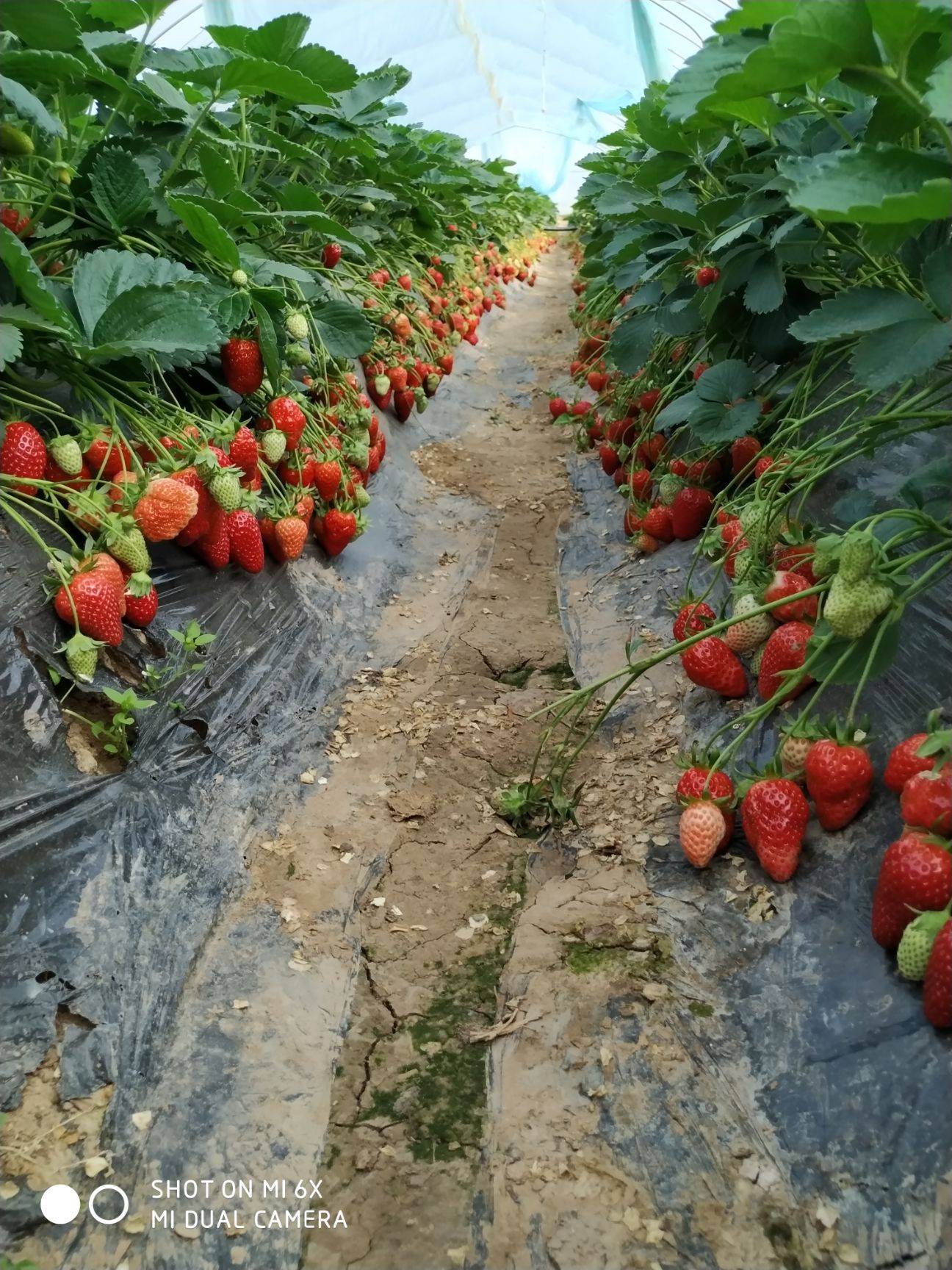 法兰地草莓的种植管理技术