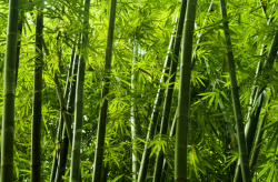 <strong>竹子有哪些种类？碳化竹和普通竹子的区别？</strong>