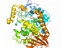 <strong>分解酶的作用是什么？有哪些种类？</strong>