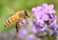 <strong>蜜蜂常见病虫特点和危害？</strong>