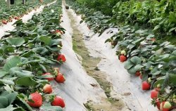 如何防治温室草莓畸形果？