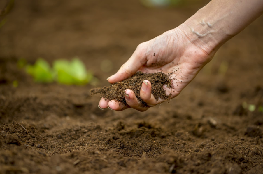 环嗪酮对土壤的危害？如何正确使用？