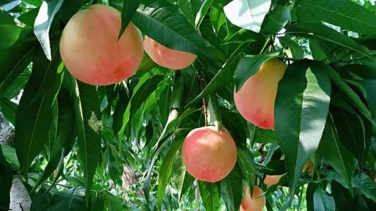 如何更好的提高桃子的产量？
