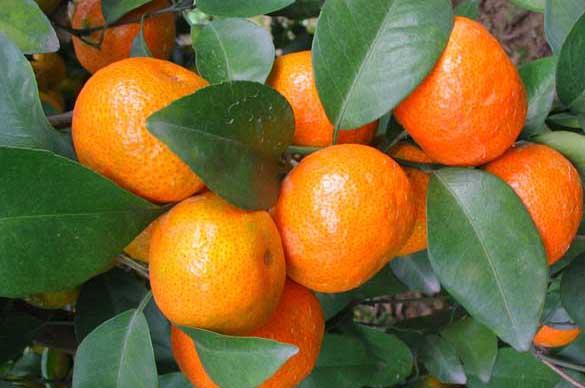 给柑橘果树施肥越多越好吗？